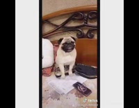 Pug dog compilation car ride bow tie 