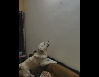 Golden retriever dog catches eats dragonfly bug