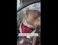 Spoiled dog wants chicken dipped in ranch