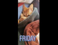 Orange kitten cat is under grey towel 