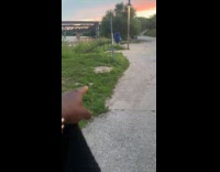 Collab Clips MPUGC - Friends confirms real or fake bird 