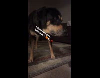 Dog doesnt like being filmed up close