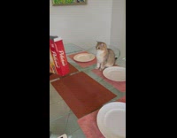 Brown cat sits on glass dining table 
