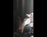 Orange cat stares at bearded dragon chair