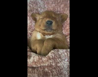 Brown puppy tucked in blanket sleep yawn