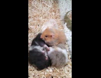 Submitter wakes up hamsters in tiny house
