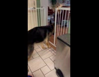 Dog busted knows how to open gate