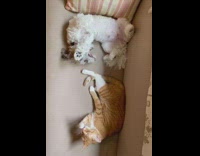 Small white dog orange cat lay couch 