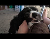 Dog twitched face when pet by owner
