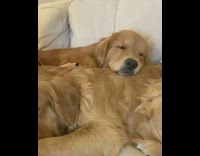 Collab Pets For All - Two golden retriever dogs sleep couch together 