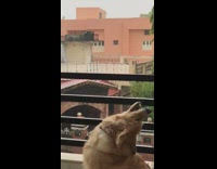 Golden retriever dog sits on balcony raindrops 