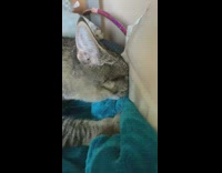 Cat kneads suckles blue blanket hula hoop 