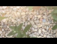 Camera see through mesh hole of trampoline