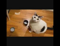 Black white cat two empty tin cans 