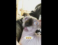 Pet cat sphynx stares at camera with tongue out