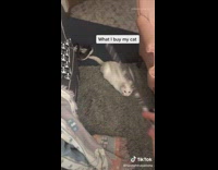 Cat plays with pillow instead of toys