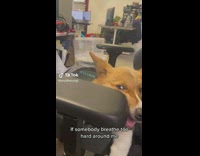 Corgi Plays with other Dogs and House Furniture