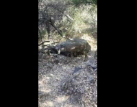 Guys read sign gets followed by deer