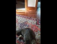 Pet cat bites and pulls toy from owner