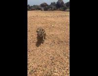 Collab Clips MPUGC - Chipmunk waved at woman at the beach