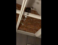 Cat stares down at hooman wide eyes