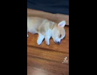 Sleeping corgi on floor gets nose squeezed
