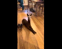 Alpaca laying on floor long legs