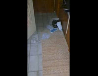 Cat on sink made mess acts innocent