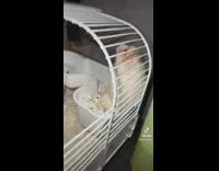 White hamster hisses at guy when he opens cage