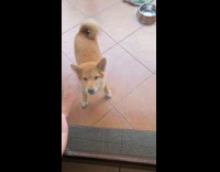 Dog shiba excited jump owner glass door