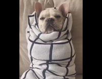 White French Bulldog Lays on Back Wrapped in White Blanket