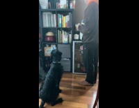 Dog excited and jumps when getting fed 