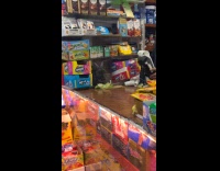 rabbit with leaves on counter of store