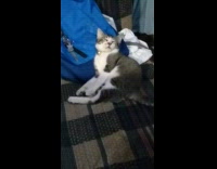 Cat leans on a backpack and sleeps 