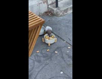 Pigeons Pecks on and Spills some Dog Food 