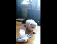 Collab BitchIG2 - Kitten attempting to reach fish toy 