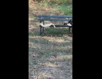 Big green snake on park bench 
