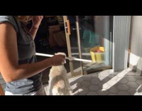 Pet dog given a tube and cannot enter door