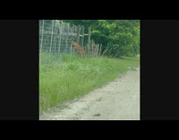 Deer jumps into gate 