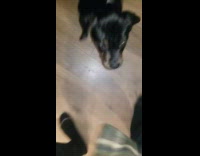 Dog jumps and bites hole in shirt 