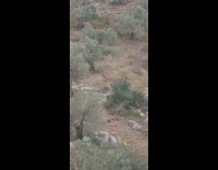 Deer Shoos and Shoves Away Fellow Deer