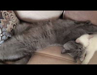 Two cats sleep together in the couch