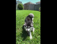 Husky dog runs grass backyard slow motion