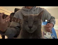 Collab Clips MPUGC - Cat sleeping unbothered with loud sound 