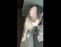 Collab BitchMP - Cat gets greasy because of butter  