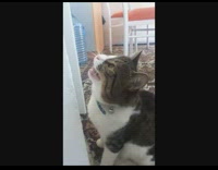 Cat look upward shaking mouth clicking noise 