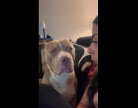 Woman angry at her emotional support dog