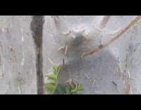 Dotted caterpillars surrounds the tree with the silk web