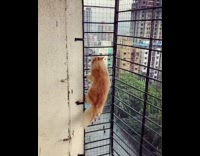 Orange cat climbs up metal bars outside 