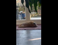 Dog grumbling giving hooman side eye